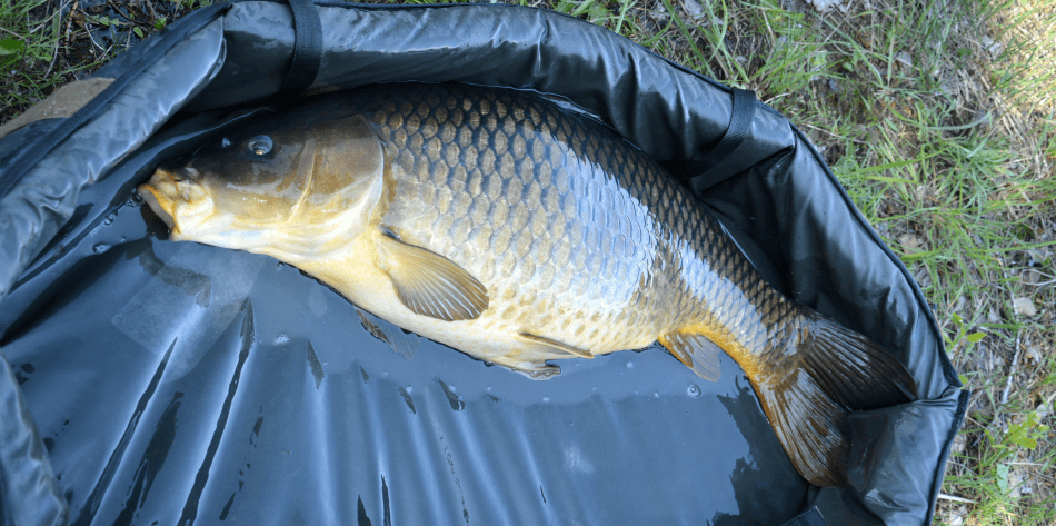 boilies  zo psich granul