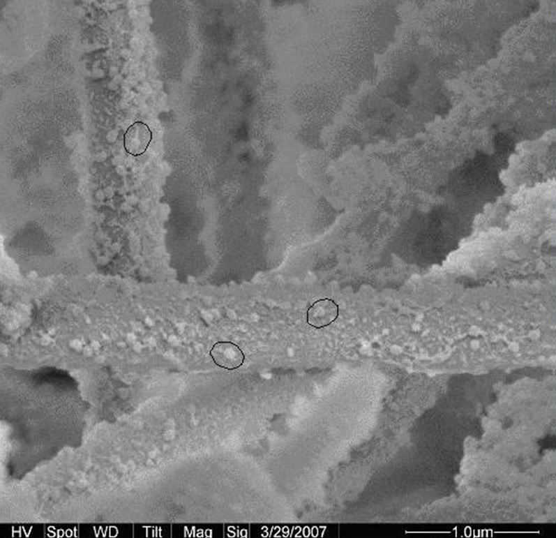 Vlkna z nanoaluminy so zachytenmi bakterilnymi bunkami