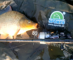 SPORTEX FBC CARP