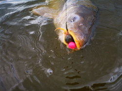 Super Feed Boilies Fluo Pop-Up- 14/16mm- 90g